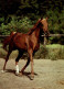 H1729 - TOP Pferd Horses  - Planet Verlag DDR - Chevaux