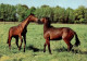 H1731 - TOP Pferd Horses  - Planet Verlag DDR - Cavalli