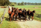 H1735 - TOP Pferd Horses  - Planet Verlag DDR - Horses