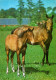 H1737 - TOP Pferd Horses Fohlen - Planet Verlag DDR - Caballos