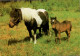 H1739 - TOP Pferd Horses Fohlen Pony - Planet Verlag DDR - Cavalli