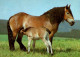 H1745 - TOP Pferd Horses Fohlen - Planet Verlag DDR - Horses