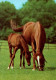 H1746 - TOP Pferd Horses Fohlen - Planet Verlag DDR - Chevaux