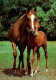 H1747 - TOP Pferd Horses Fohlen - Planet Verlag DDR - Horses