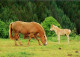 H1751 - TOP Pferd Horses Haflinger ?? Fohlen - Planet Verlag DDR - Horses