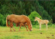 H1751 - TOP Pferd Horses Haflinger ?? Fohlen - Planet Verlag DDR - Cavalli