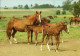 H1754 - TOP Pferd Horses Fohlen - Planet Verlag DDR - Chevaux