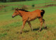 H1756 - TOP Pferd Horses Fohlen - Planet Verlag DDR - Horses