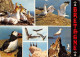 OISEAUX DE BRETAGNE  Fous De Bassan Goeland Macareux  7 (scan Recto Verso)MA2100BIS - Bretagne