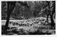 LANDES   MOUTONS Dans Les Chenes Lieges  1   (scan Recto-verso)MA2178Ter - Other & Unclassified