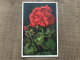 Geranium Rouge - Flowers
