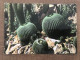 LA COTE D'AZUR Plantes Tropicales - Cactussen