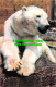 R542212 Polar Bear At London Zoo. Harvey Barton - Sonstige & Ohne Zuordnung