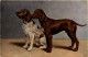 Hunde - Dogs - Chiens