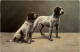 Hunde - Dogs - Dogs