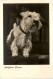 Sealyham Terrier - Dogs