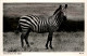 Zebra - Paarden