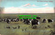 R543246 On A Ranch In Sunny Alberta. Stedman Bros - Monde