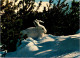 29-4-2024 (3 Z 25) Lièvre Blanc / Snow Hare - Autres & Non Classés