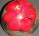 * Ancienne Boule De Verre - Presse-papiers - Déco : Une Fleur Rouge - Pisapapeles