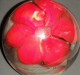 * Ancienne Boule De Verre - Presse-papiers - Déco : Une Fleur Rouge - Paper-weights