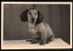 Fotografie Hund, Dackel, Dachshound, Teckel, Sausage Dog  - Autres & Non Classés