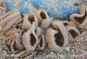 Pezziza Cerea, Mushrooms, MK Litomyšl, Czech Rep., 90 X 60 Mm, 2019 - Kleinformat : 2001-...