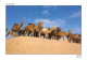 TUNISIE CAMELS - Tunesië