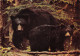 USA AK BLACK BEAR - Other & Unclassified