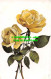 R546485 Yellow Roses. Wildt And Kray. Natural Flowers Series - World