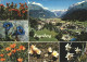 12371601 Engelberg OW Sommerkurort Winterkurort Enzian Edelweiss  Engelberg - Sonstige & Ohne Zuordnung