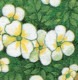 1505 Rennsteig 30 Pf, PLF Grüner Punkt Im Blütenblatt, Felder 25,27,29,31 ** - Variétés Et Curiosités