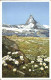 12337982 Gornergrat Zermatt Blumenwiese Mit Matterhorn Gornergrat Zermatt - Autres & Non Classés