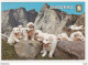 Valls D'Andorra ANDORRE N°500 Paysage De Montagne Beaux Chiens Ou Chiots VOIR TIMBRE 1986 - Andorre