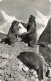 ANIMAUX & FAUNE - Les Marmottes Savent S'amuser - Carte Postale - Andere & Zonder Classificatie