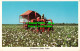 R547601 Mechanical Cotton Picker. Curteichcolor - World