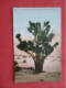 Native Of The American Desert The Joshua Palm  Ref 6396 - Trees