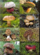 48 RUSSIAN POCKET CALENDARS - YEAR 2022 - MUSHROOMS - Kleinformat : 2001-...