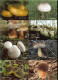 48 RUSSIAN POCKET CALENDARS - YEAR 2022 - MUSHROOMS - Klein Formaat: 2001-...