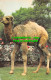 R548130 Young Arabian Camel. M. Lyster. Zoological Society Of London. 1981 - Other & Unclassified