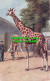 R548165 C. T. Noward. Giraffes At Zoological Gardens. London. Salmon - Other & Unclassified