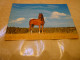 B863  Cavallo - Horses