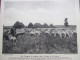 TROUPEAU DE MOUTONS DANS LA PLAINE DE LA BEAUCE - Geografía