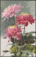 Rosa Chrysanthemen, C.1910 - Nenke & Ostermaier AK - Fleurs