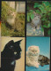 MOOI LOT MET KATTEN VAN  40  KAARTEN. .( Lot 2 )   ZIE AFBEELDINGEN - Gatos