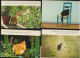 MOOI LOT MET KATTEN VAN  40  KAARTEN. .( Lot 2 )   ZIE AFBEELDINGEN - Gatos