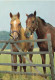 Delcampe - CHEVAUX LOT DE 17 CARTES TOUTES SCANNEES DIFFERENTS FORMATS (8 Cartes 15 X 20) - Horses
