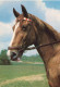 Delcampe - CHEVAUX LOT DE 17 CARTES TOUTES SCANNEES DIFFERENTS FORMATS (8 Cartes 15 X 20) - Paarden