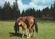 Delcampe - CHEVAUX LOT DE 17 CARTES TOUTES SCANNEES DIFFERENTS FORMATS (8 Cartes 15 X 20) - Chevaux