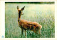 Carpathian Mountains - Karpaty - In Reservation - Deer - 1962 - Ukraine USSR - Unused - Ukraine